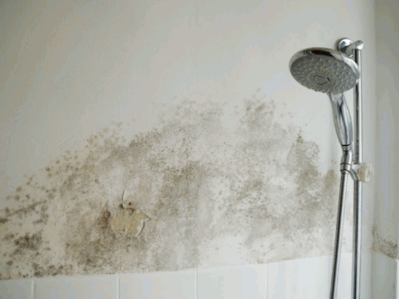 Black Mold Dangerous