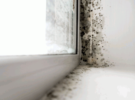 Black Mold