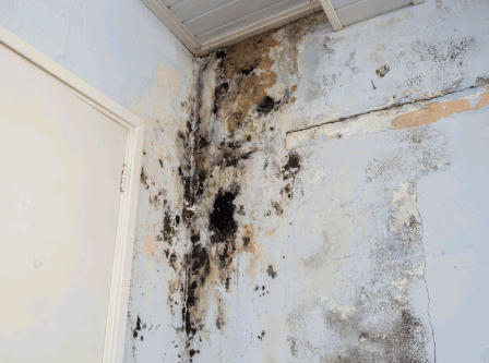 Causes Black Mold To Grow On Bathroom Walls