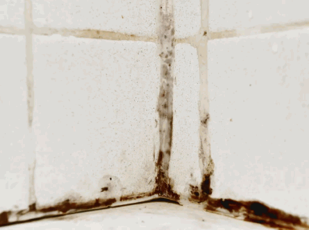 Identify Black Mold In Your Bathroom