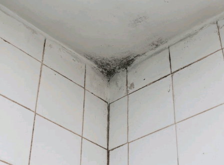 Remove Black Mold From Bathroom Walls